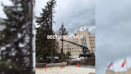 У воронежского диагностического центра спилили ели
