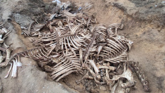 За воронежской больницей нашли кладбище костей