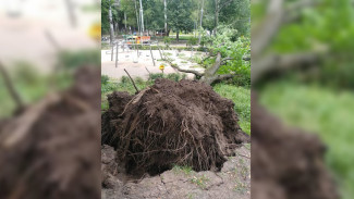 Огромный дуб рухнул на детскую площадку в Центральном парке Воронежа