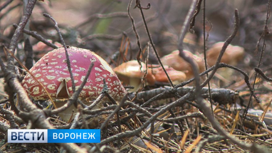 Для отравившейся грибами мамы 2 детей из Воронежа попросили сдать кровь