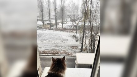 Воронежцы поделились фото и видео ноябрьского снега 