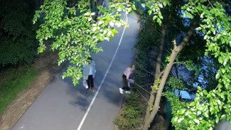 В воронежском «Дельфине» под камерами женщина с корнем вырвала молодую ёлку