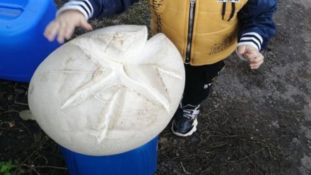 В Воронежской области нашли гигантский 6-килограммовый гриб 