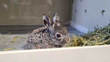 Пять воронежских зайчат уехали на лечение и воспитание в Дом зайца