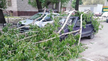 В Воронеже дерево упало на припаркованные у дома автомобили