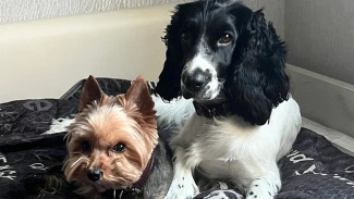 Воронежские пиццерии «Додо» стали pet-friendly