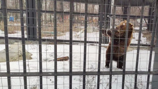 Воронежцам показали первую прогулку медведей после зимней спячки