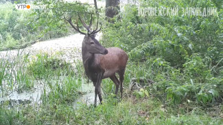 Фотоловушки воронежского заповедника сняли двух оленей на водопое