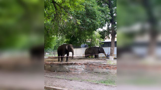 Воронежцы сфотографировали прогулку слонов у цирка
