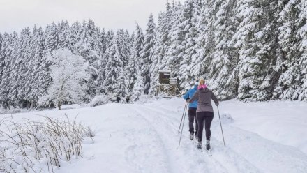 В лесах на окраинах Воронежа могут появиться два крупных спорткомплекса 