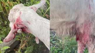 Бездомные собаки искусали козу в воронежском СНТ