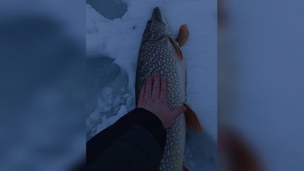 Гигантскую щуку поймал рыбак из Аннинского района