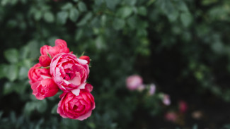 Жительница Воронежской области попала под суд за выкопанные у соседки розы и гортензии