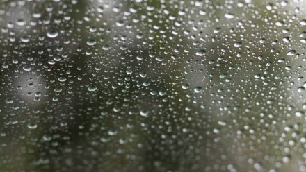 Дождливая погода помогла снизить пожарную опасность в Воронежской области