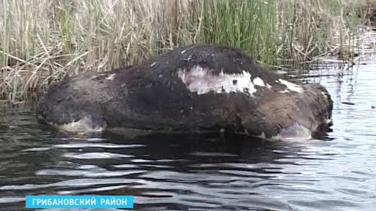 В водоёмах Грибановского района всплыли трупы погибших зимой коров