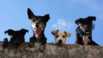 Воронежский губернатор поручил найти дворы, в которых больше всех бродячих собак