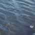 Зарыбление помогло очистить Воронежское водохранилище от водорослей