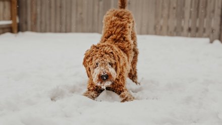 В последние выходные осени в Воронежской области потеплеет до +10