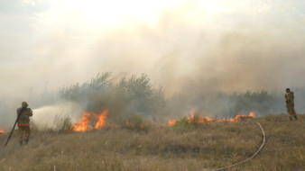 В воронежском микрорайоне Боровое загорелся лес