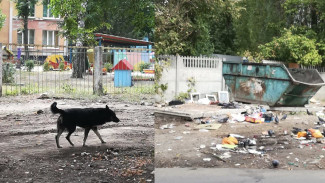 Воронежцы пожаловались на «утопающие» в мусоре дворы