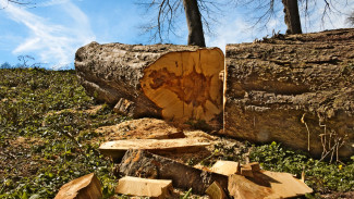 Из-за мощного ветра в выходные в Воронеже рухнуло 47 деревьев