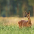 Охотники незаконно подстрелили двух косуль в воронежском лесу