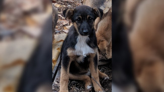 Догхантеры уже несколько лет терроризируют воронежский микрорайон