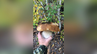 Воронежцы похвастались собранными после затяжных дождей килограммовыми грибами