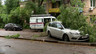 В Воронеже во время ливня дерево рухнуло на машину с водителем внутри
