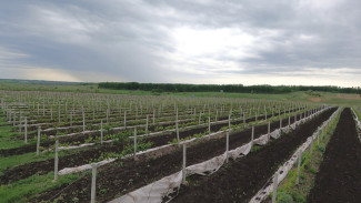 В Воронеже рассказали, сколько супруги-бизнесмены отдали другу за несуществующую ферму