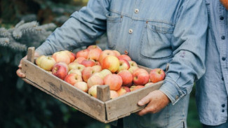 Ящики с яблоками придавили шестерых рабочих на воронежском складе