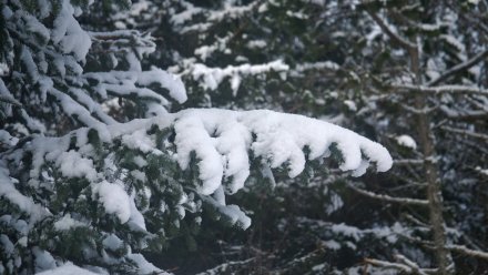 В Воронеже браконьерам пригрозили штрафом до 300 тысяч за вырубку сосен к Новому году