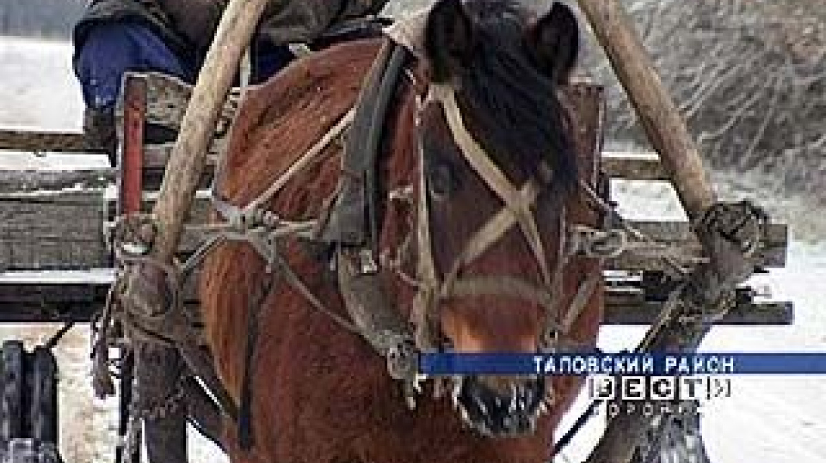 Целый год длятся разбирательства наезда лошади на автомобиль