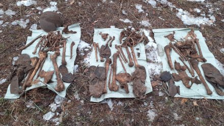 В лесу у облбольницы нашли останки 3 защитников Воронежа