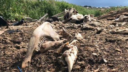 Завод под Воронежем накажут за загрязнение леса и реки останками животных