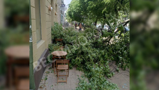 В центре Воронежа дерево рухнуло на летнюю веранду кофейни