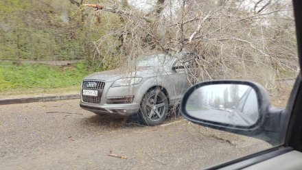 В Воронеже дерево рухнуло на Audi посреди проезжей части