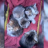 Пятерых котят выбросили на проезжую часть под Воронежем