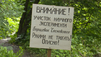 Опасные заросли борщевика на улице Крынина в Воронеже убрали