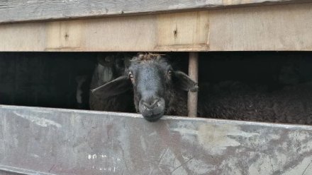 В Воронежской области выявили незаконную перевозку животных
