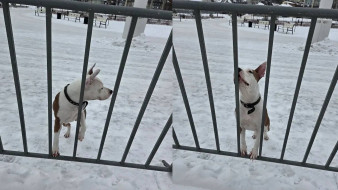 В Воронеже начали искать хозяев оставленной на катке на Адмиралтейке собаки