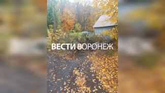 Аварийное дерево у воронежской школы срубили после жалоб родителей учеников