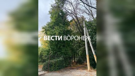 Директор воронежской школы среагировал на возмущение родителей опасными деревьями