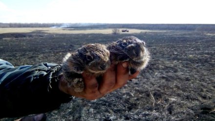 Крошечных зайчат спасли при тушении пожара в Воронежской области