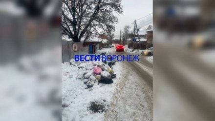 Почему в Воронеже на январских не вывозили мусор, приманивающий стаю агрессивных собак