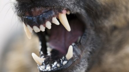 В МВД рассказали подробности нападения собаки на 6-летнюю девочку под Воронежем