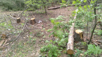 В воронежском лесопарке Оптимистов возобновили санитарную вырубку