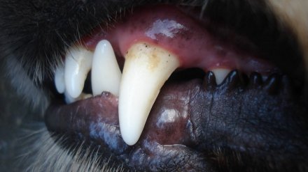 В Воронежской области на девочку у школы набросилась собака