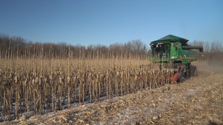 Предприятия «Продимекса» завершили уборку подсолнечника и кукурузы