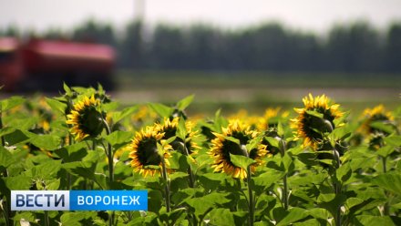 Воронежская область вошла в ТОП-3 регионов РФ по производству сельхозпродукции 